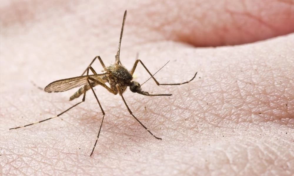 Θεσσαλονίκη: Ψεκασμοί από αέρος για τα κουνούπια